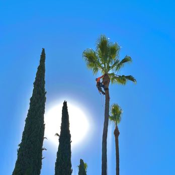 Gr8t Tree Service - Spanish fan palm trim - Tree Services Near Me Gr8t Tree Service - Spanish fan palm trim - Tree Services Near Me