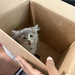 Cabarrus County Animal Shelter