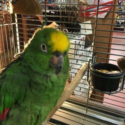 Yoder's Farm & Garden - Corky the parrot