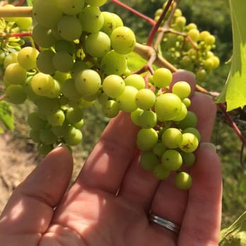 Vines & Rushes Winery - Wineries Near Me - Ripon, Wisconsin Vines & Rushes Winery - Wineries Near Me - Ripon, Wisconsin