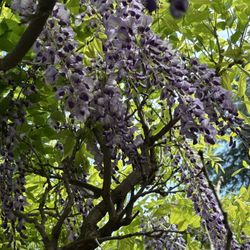 Dumbarton Oaks - Wisteria in bloom 4/12/26
