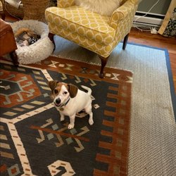 Just like home 4 Pets - Jack Russel mix Buster!!