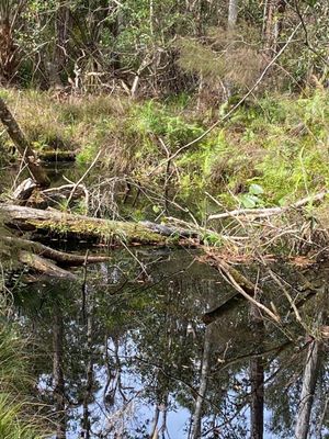 Highlands Hammock State Park by null