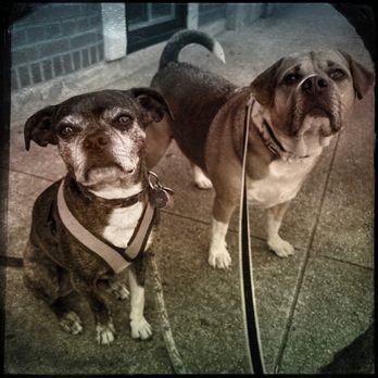 Gotta go Dog Walking - Dog Walkers Near Me Gotta go Dog Walking - Dog Walkers Near Me
