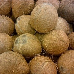 Caribbean Plants and Produce - Coconuts. ....
