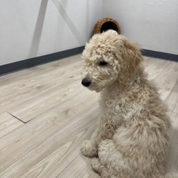 Agave waiting for his shots Agave waiting for his shots