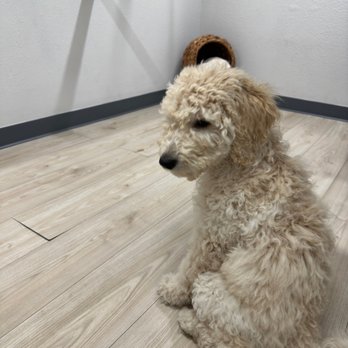 Hayward Veterinary Hospital - Agave waiting for his shots - Veterinarians Near Me - Hayward, California Hayward Veterinary Hospital - Agave waiting for his shots - Veterinarians Near Me - Hayward, California