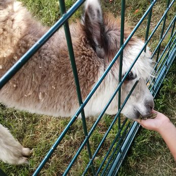 Renton River Days - Petting and feeding area - alpaca - Festivals Near Me - Renton, Washington Renton River Days - Petting and feeding area - alpaca - Festivals Near Me - Renton, Washington