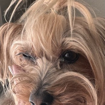 Angel Pet Grooming Gallery - Mitzi's eye. - Pet Groomers Near Me - Placentia, California Angel Pet Grooming Gallery - Mitzi's eye. - Pet Groomers Near Me - Placentia, California