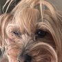 Photo of Angel Pet Grooming Gallery