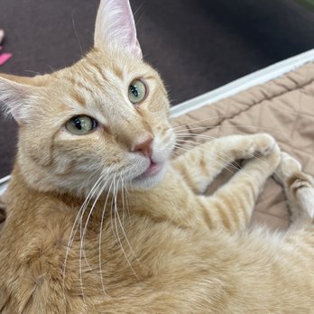 Rescued Treasures Cat Cafe - This is Dave, one of the resident ambassadors. - Pet Adoption Near Me - Las Vegas, Nevada Rescued Treasures Cat Cafe - This is Dave, one of the resident ambassadors. - Pet Adoption Near Me - Las Vegas, Nevada