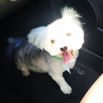 Paws At Main - Pet Groomers Near Me - Corona, California Paws At Main - Pet Groomers Near Me - Corona, California