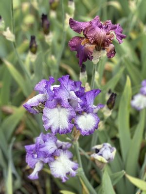 Nola's Iris Garden by null