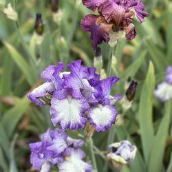 Nola's Iris Garden