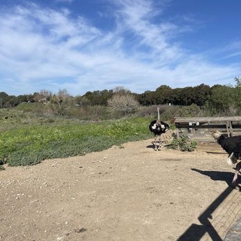 Ostrichland USA - Attraction Farms Near Me - Solvang, California Ostrichland USA - Attraction Farms Near Me - Solvang, California