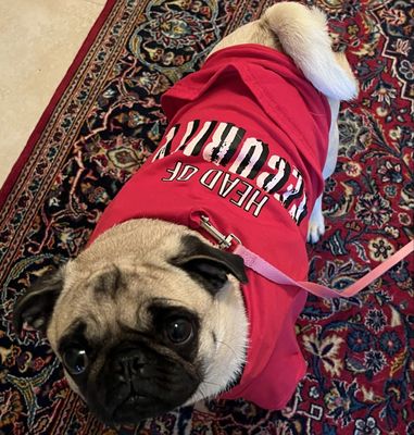 Springfield Animal Hospital