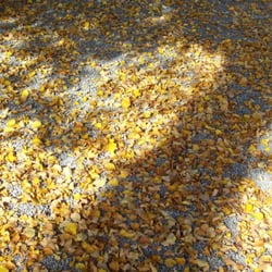 Kurpark