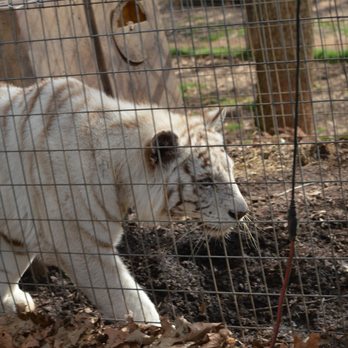 Noah's Ark Animal Sanctuary - white tiger - Animal Shelters Near Me - Locust Grove, Georgia