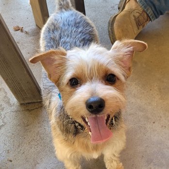Dazzling Doggies - Rebel for his first hair cut - Pet Groomers Near Me - Clovis, California