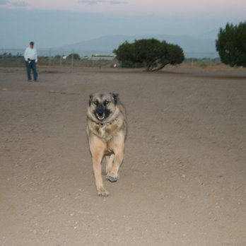 Felines And Fidos All Suite Boarding - Tracker 3 yr old at home playing "get the treats". - Pet Boarding Near Me - Apple Valley, California Felines And Fidos All Suite Boarding - Tracker 3 yr old at home playing "get the treats". - Pet Boarding Near Me - Apple Valley, California