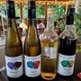 Photo of Basignani Winery