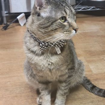 Tails High - Cricket - Pet Adoption Near Me