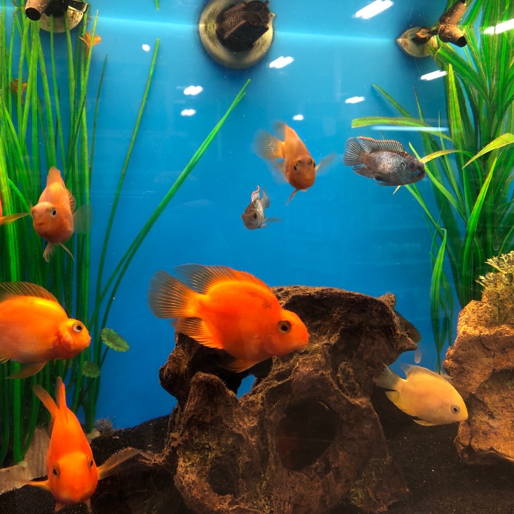 PetSmart - Pet Stores Near Me - Southlake, Texas PetSmart - Pet Stores Near Me - Southlake, Texas