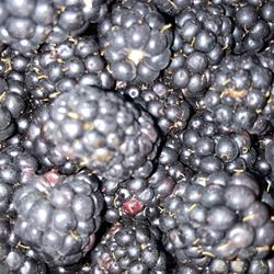 Tom Thumb - Blackberries!