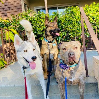 DoggieTales LA - Dog Walkers Near Me DoggieTales LA - Dog Walkers Near Me