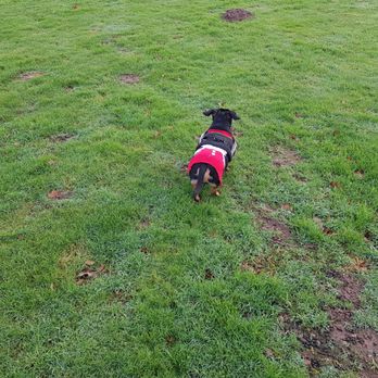 Cusworth Country Park - Dog Parks Near Me - Doncaster, XSY