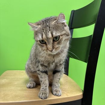 Patriot Pawsabilities - Cat - Pet Adoption Near Me - Fairfax, Virginia Patriot Pawsabilities - Cat - Pet Adoption Near Me - Fairfax, Virginia
