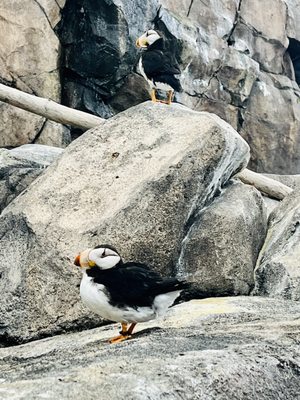 Alaska SeaLife Center by null