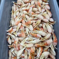 Seafood Outlet & Grill - Alaskan snow crab cocktail claws 16/20 size