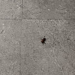 Compton College - Roaches in classrooms