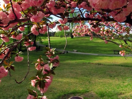 Alexander Park by null