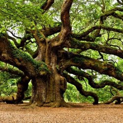 DJs Tree service - Look