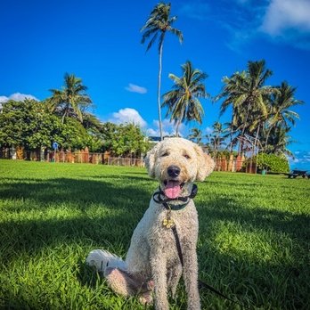 Island Dog Obedience - Photo from Kristi at Island Dog Obedience - Pet Training Near Me - Honolulu, Hawaii