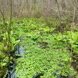 Shu Swamp Preserve - Charles T Church Nature Preserve
