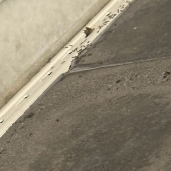 The Lex Apartments - Ants all over the facilities, including inside bedrooms and closets. - Apartments Near Me - San Jose, California The Lex Apartments - Ants all over the facilities, including inside bedrooms and closets. - Apartments Near Me - San Jose, California