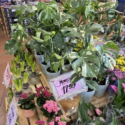 Plant selection Plant selection