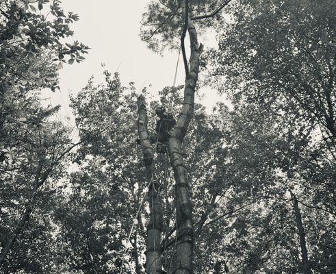 Ironwood Tree Service on Yelp