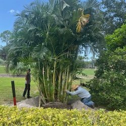 Palm Tree Nursery