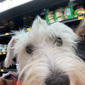 100% Fancy Grooms - Before - Pet Groomers Near Me - Fresno, California 100% Fancy Grooms - Before - Pet Groomers Near Me - Fresno, California
