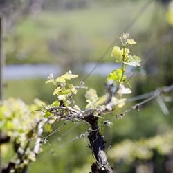 Epicurean Tours - Yarra Valley Day Tours