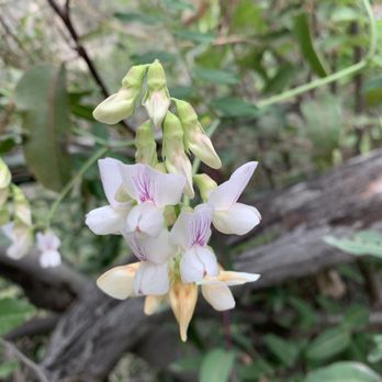 Hoegee's Loop Trail - Hiking Near Me - Sierra Madre, California