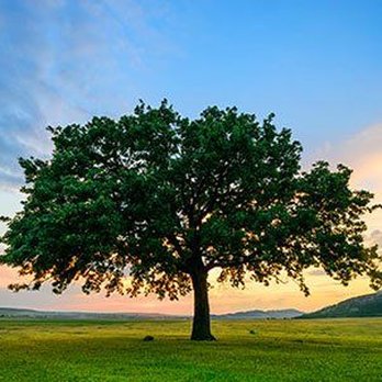 Robertson's Tree Service - Tree Services Near Me - Travelers Rest, South Carolina Robertson's Tree Service - Tree Services Near Me - Travelers Rest, South Carolina