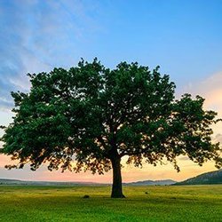Robertson's Tree Service