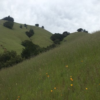 Matt Davis-Steep Ravine Loop - Overcast but still green on the Matt Davis trail - Hiking Near Me - Stinson Beach, California Matt Davis-Steep Ravine Loop - Overcast but still green on the Matt Davis trail - Hiking Near Me - Stinson Beach, California
