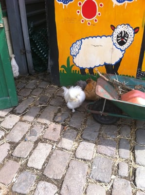Hackney City Farm by null