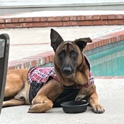 Back In Line Chiropractic Rehab Center - My service dog "Gunther" street alligator  Belgium Malinois
